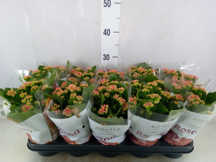 <h4>Kalanchoe blos. 'RosDon Justino'</h4>