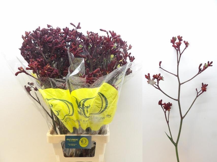 <h4>ANIGOZ EARLY SPRING</h4>