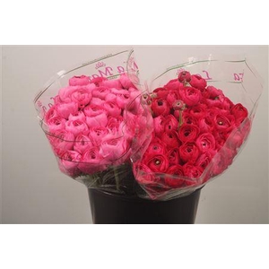 Ran. Su Colorado Sec X50