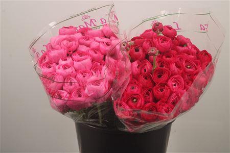 <h4>Ran. Su Colorado Sec X50</h4>