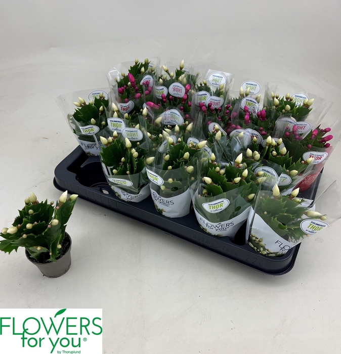 <h4>SCHLUMB GEM 2 KL</h4>