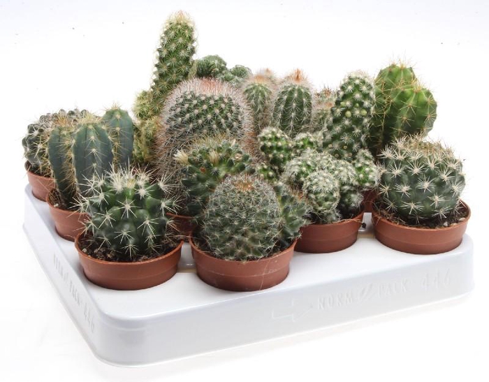 <h4>Cactus gemengd gemengd in tray P6,5 mix, CA6001</h4>