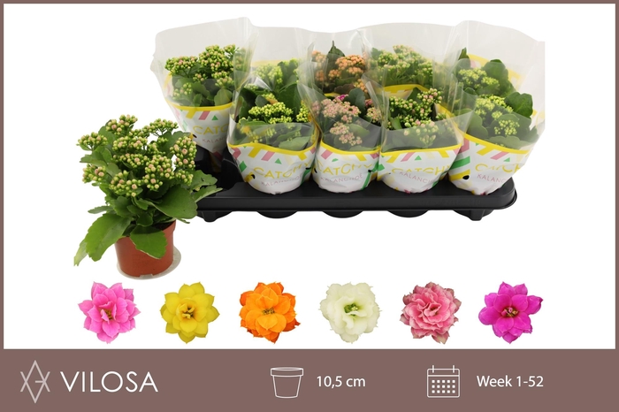 <h4>KAL GE GEM 6 KL</h4>