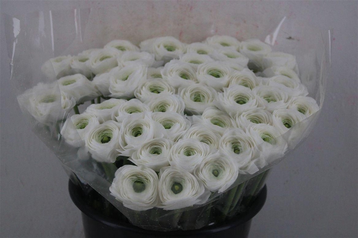 <h4>Ran Cloni Ex White Succes</h4>