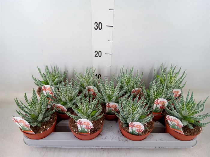 <h4>Aloe humilis</h4>