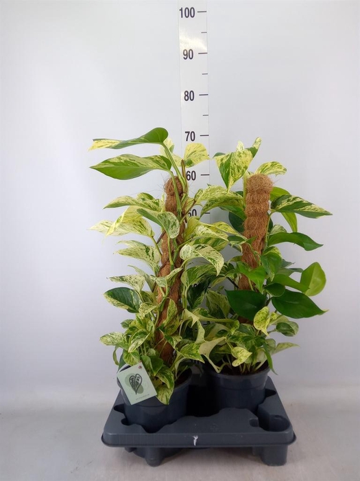 <h4>Epipremnum ...</h4>