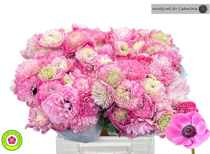 <h4>ANEM CO LEVAN ROSA</h4>