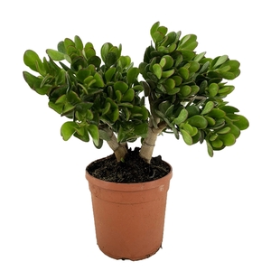 Crassula portulacea