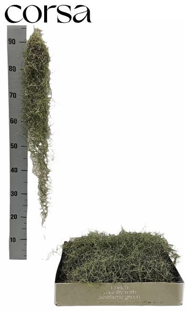 <h4>TILL USNEOIDES</h4>