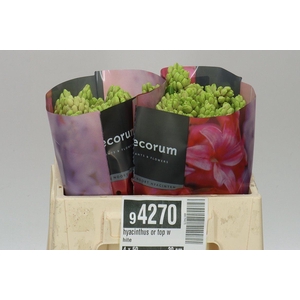 Hyacinthus Or Top White