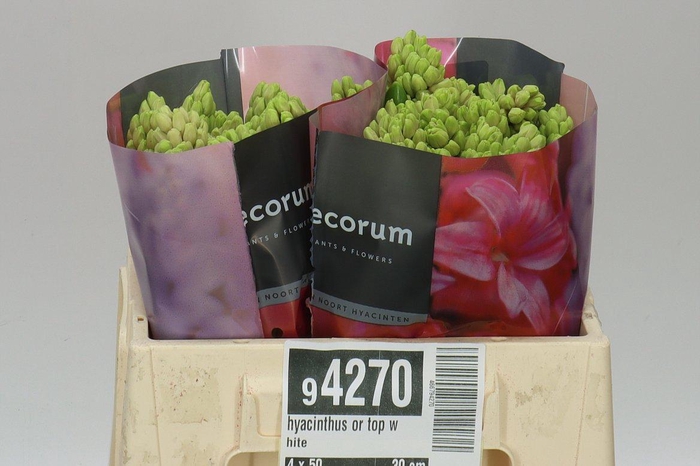 <h4>Hyacinthus Or Top White</h4>