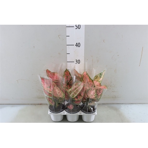 Aglaonema Hawkeye