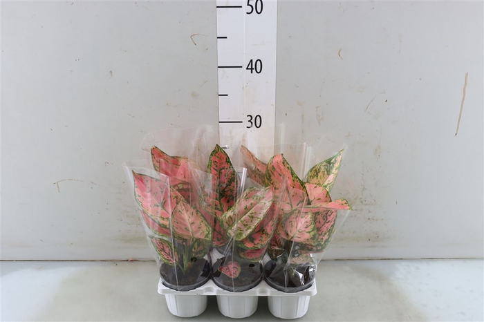 Aglaonema Hawkeye