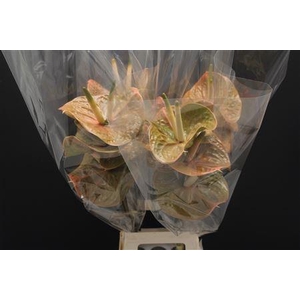 Anthurium Prestige
