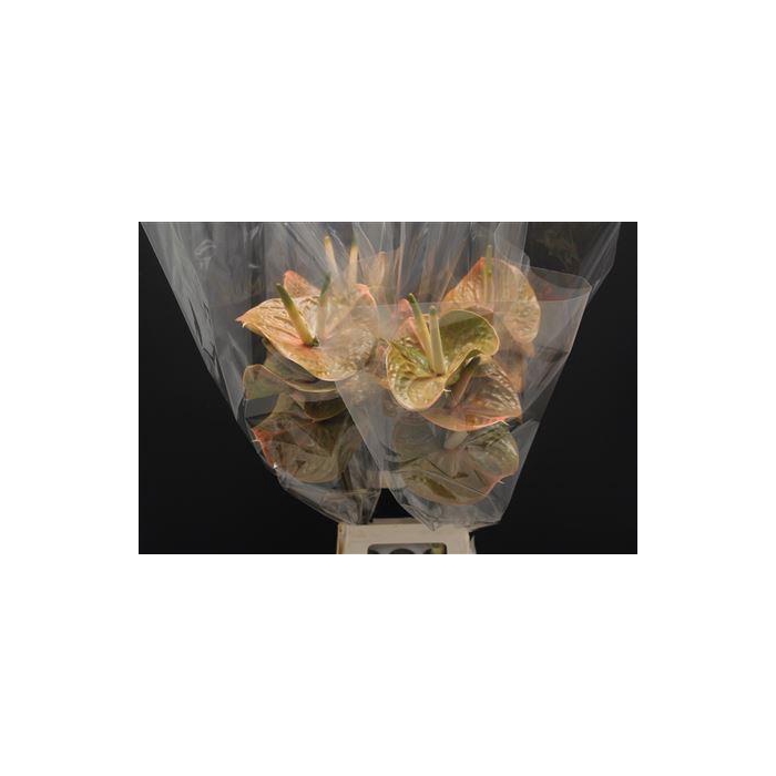 <h4>Anthurium Prestige</h4>