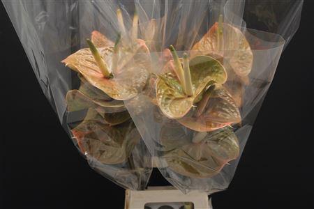 Anthurium Prestige