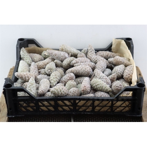 Wax Pinea Mini Gl Naturel X125