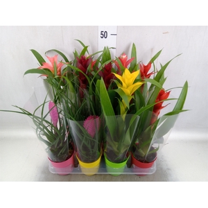 Bromelia   ...mix