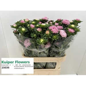 CALLIS JUPITER PINK