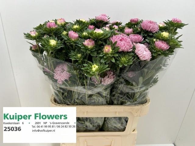 <h4>CALLIS JUPITER PINK</h4>