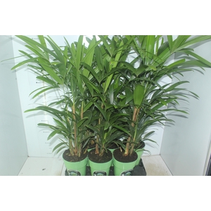 PALMEIRA RAPHIS P17