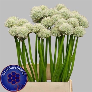 ALLIUM WHITE GIANT