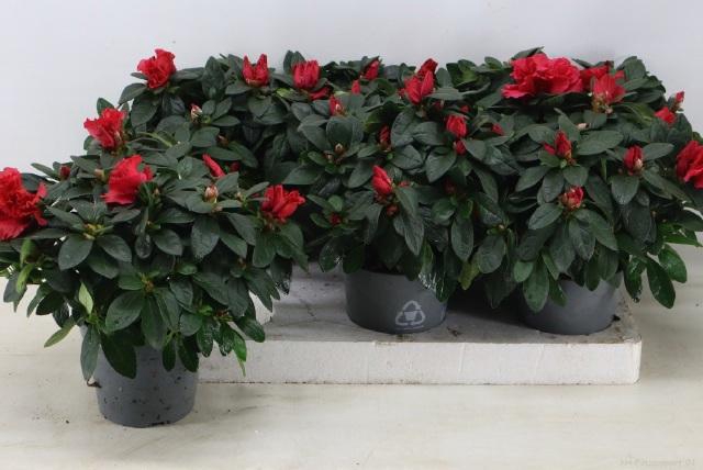 <h4>RHODO SI OV</h4>