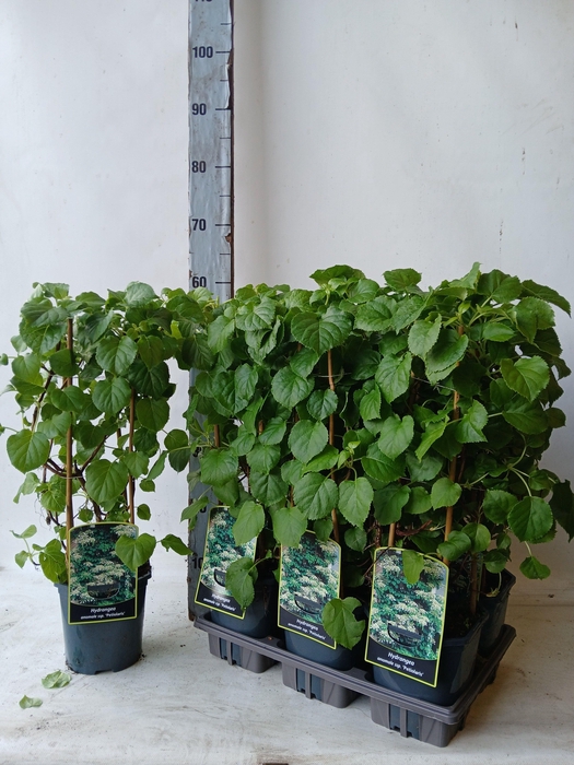 <h4>HYDR PETIOLARIS</h4>