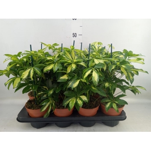 Schefflera arbor. 'Gerda'