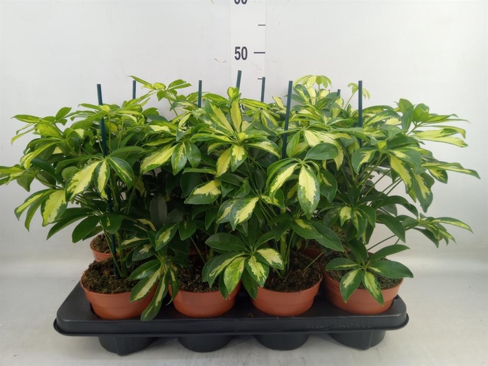 <h4>Schefflera arbor. 'Gerda'</h4>