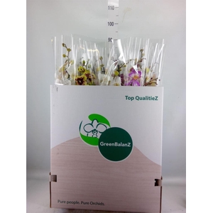Phalaenopsis   ...mix