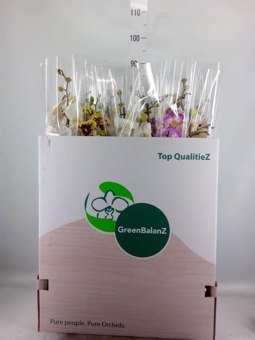 <h4>Phalaenopsis   ...mix</h4>