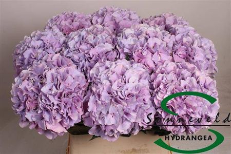 Hydr M Royal Benefit