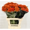 Celosia Cristata Bombay Orange