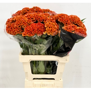 Celosia Cristata Bombay Orange