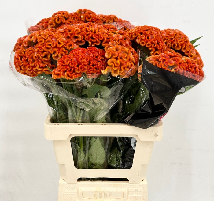 <h4>Celosia Cristata Bombay Orange</h4>