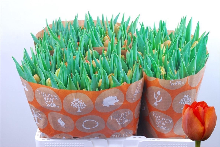 <h4>Tu Du Icoon</h4>