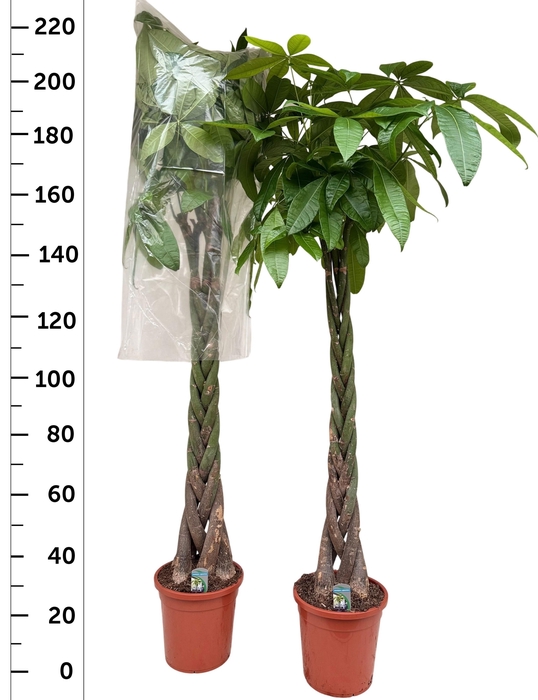 <h4>PACHIRA AQUATICA</h4>