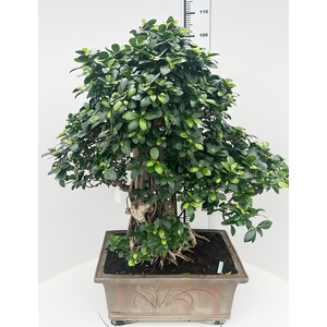 Ficus retusa, pot 50cm. Height 105cm.( single item)