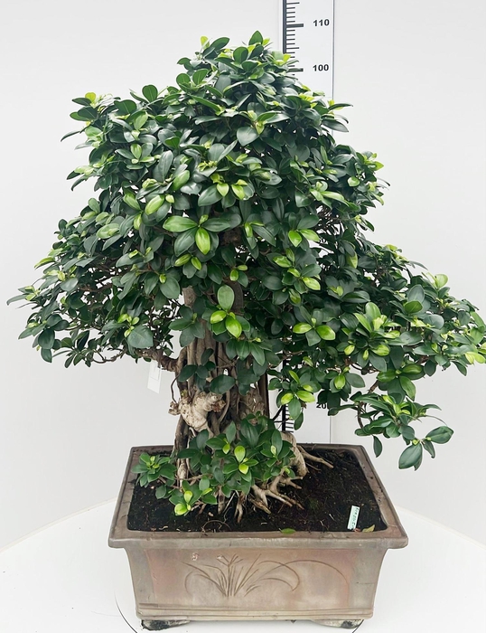 <h4>Ficus retusa, pot 50cm. Height 105cm.( single item)</h4>