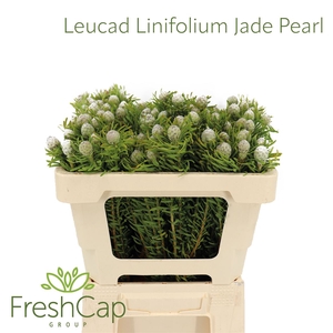 Leucad Linifolium Jade Pearl