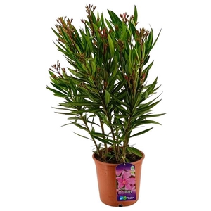Nerium oleander
