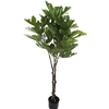 Ficus Lyrata Pot