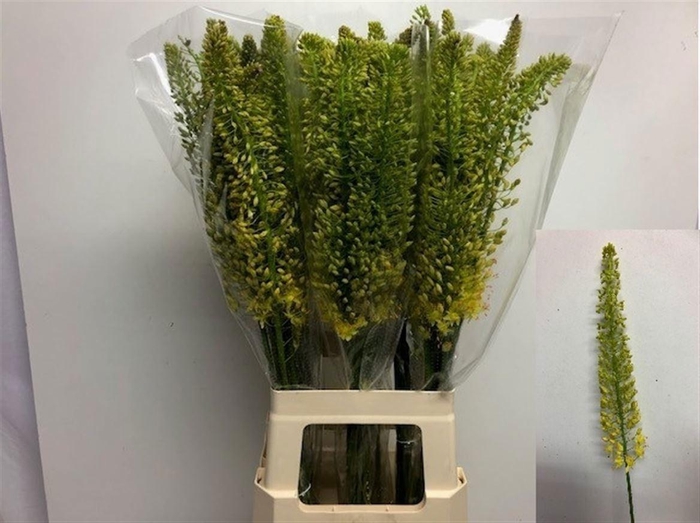 <h4>Eremurus Stenophyllus</h4>