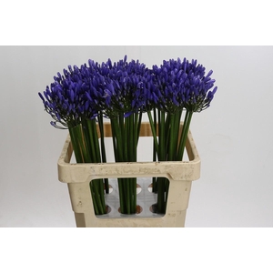 Agapanthus Uri