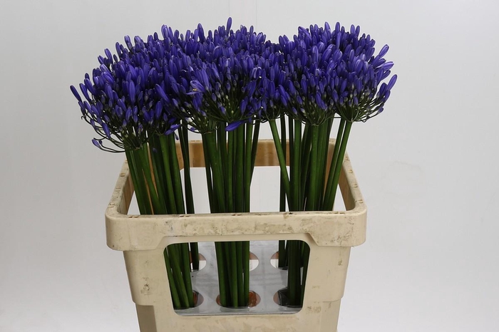 <h4>Agapanthus Uri</h4>