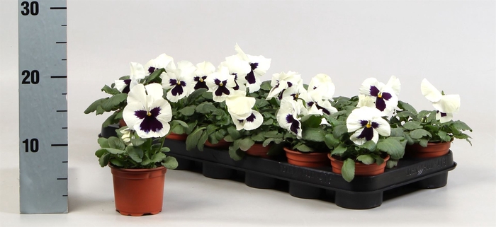 Viola wr. 'Colossus White wBlotch'