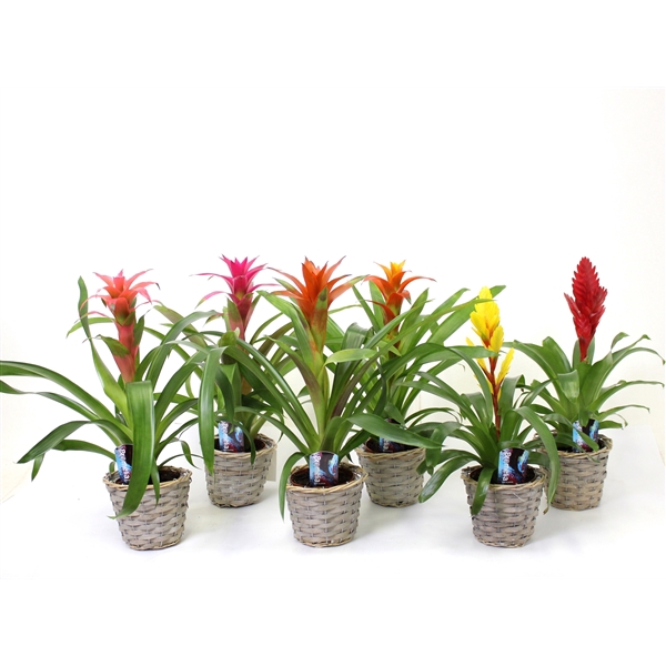<h4>Guzmania gemengd 6 soorten</h4>
