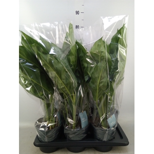 Aglaonema  'B.J. Freedman'