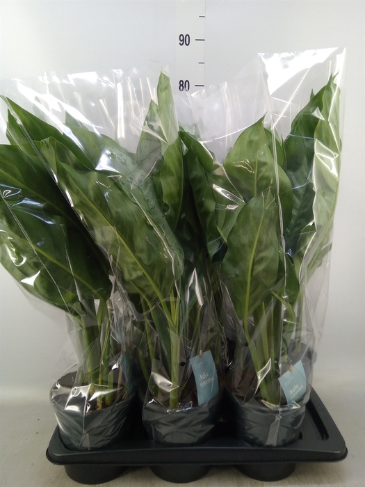 <h4>Aglaonema  'B.J. Freedman'</h4>